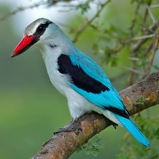 A kingfisher, also known as a halcyon