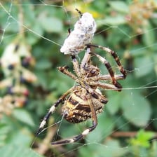 A spider web stretched between plants, with an insect caught in it.
