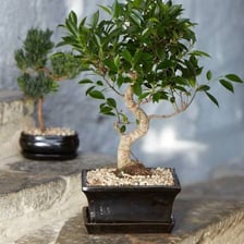 Several miniature bonsai trees growing in pots.