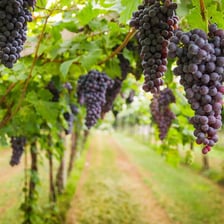 Red Zinfandel grapes in a California vineyard