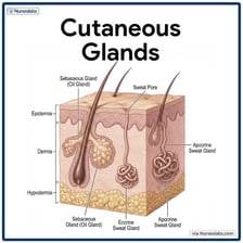 Medical illustration showing glands in the human body
