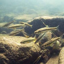 A small silvery minnow swimming in clear water.
