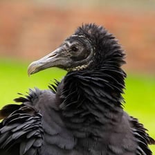 A bird with visibly ruffled feathers