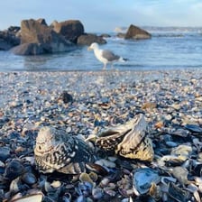 A person searching the shoreline for shells and other objects