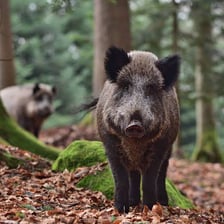 A wild boar shown in its natural habitat