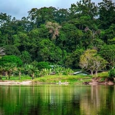 A rainforest landscape on the coast of Gabon
