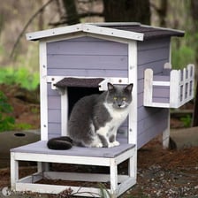 A wild-looking cat living outdoors as a feral animal