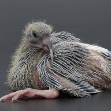A young pigeon, also known as a squab