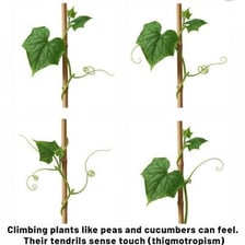 A slender green tendril curling around a plant support.
