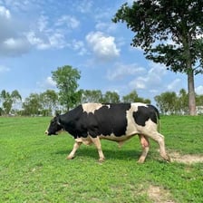 Black-and-white Holstein Friesian cattle standing in a field