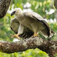 An animal living among branches in a tree canopy