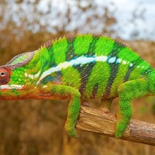 A chameleon blending into a branch with changing colors.