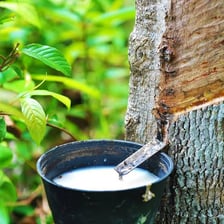 White latex sap being collected from a rubber tree