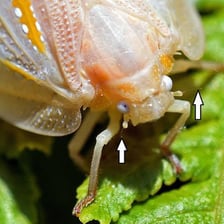 Close-up of an insect with prominent sensory feelers.