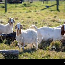 A goat standing in a farm field.