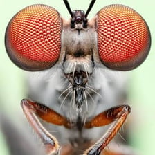 A close-up view of a small gnat