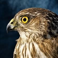A close-up of a hawk with keen, focused eyes