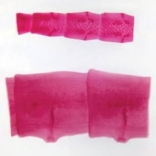 A visual showing a tape measure, a cassette tape and a tapeworm