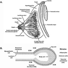 An anatomical illustration showing an areola as a circular area around a nipple
