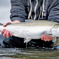 A coho salmon in a stream.
