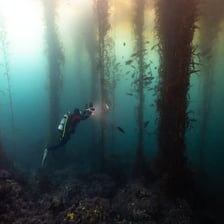 Kelp seaweed growing in an underwater forest