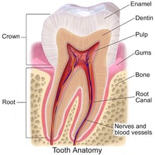 A labeled diagram showing a human bicuspid tooth