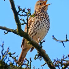 A song thrush perched on a branch