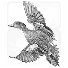 A widgeon duck shown with its wings spread