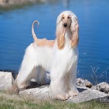 An Afghan Hound with a long silky coat