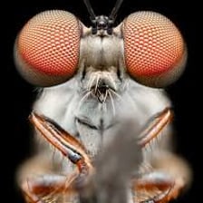 A close-up photograph of a small gnat.