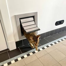A cat passing through a small cat flap in a door