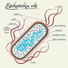 A microscope image or educational illustration of Escherichia coli bacteria.