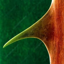 A close-up of a sharp thorn protruding from a rose stem