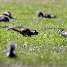 A small animal moving quickly across the ground.
