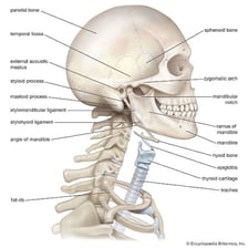 A labelled anatomical illustration showing the U-shaped hyoid bone
