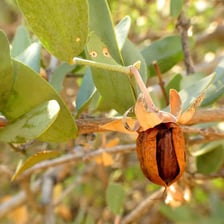 A jojoba plant with its seeds