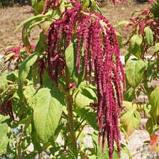 A flower with its stem and head hanging downward.