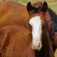 A horse with a prominent white blaze running down its face.