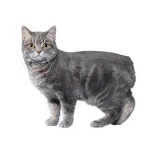 A Manx cat showing the breed’s characteristically short or absent tail.