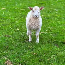 A young lamb standing in a grassy pasture
