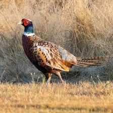 A male ring-necked pheasant displaying its long tail