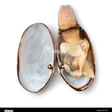 An open clam shell with a moist, glossy interior.