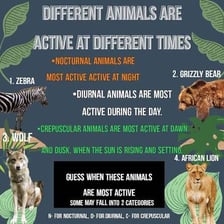An animal active during daylight rather than at night