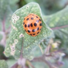 A red ladybird beetle with black spots resting on a leaf