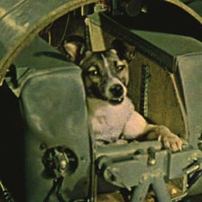 Archival image of Laika, the Soviet dog sent into orbit aboard Sputnik 2