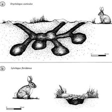 A cutaway view of interconnected rabbit burrows