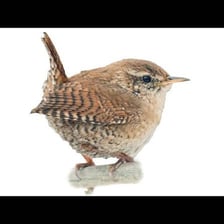 A small Eurasian wren perched on a branch.