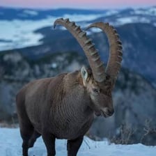 An Alpine ibex standing on a rocky mountain slope