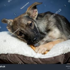 An animal gnawing on a bone