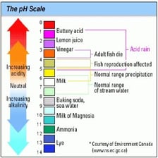 Litmus paper showing different colours in acidic and alkaline solutions